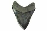 Serrated, Fossil Megalodon Tooth - South Carolina #135452-2